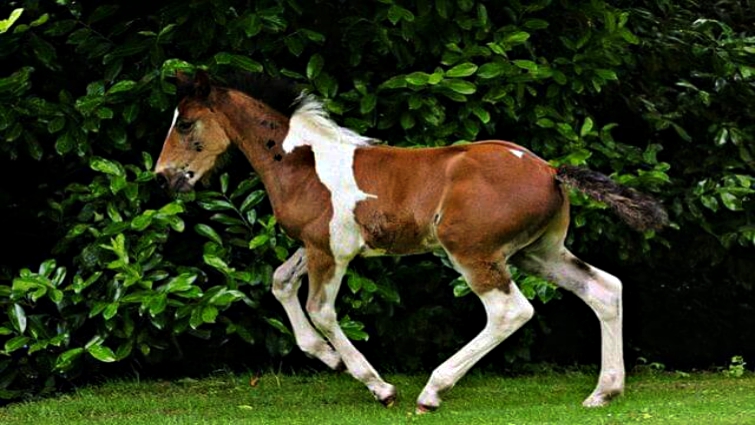 Da Vinci foal with horse-shaped marking