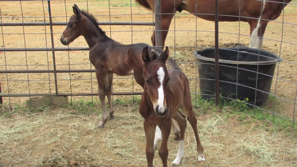 Mama mare with her newborn twin colts