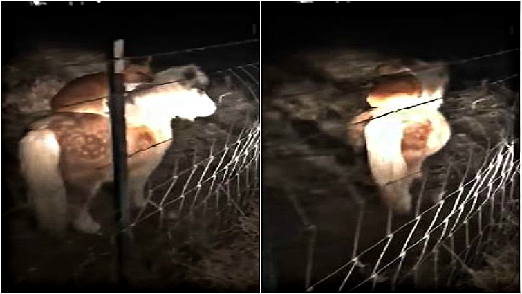 Corgi riding pony at night