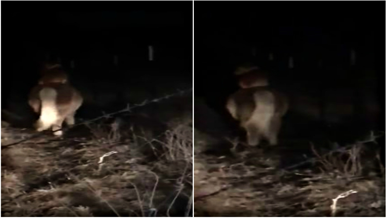 One-eyed pony Cricket with corgi friend