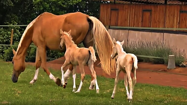 Mother mare Daisy with twin foals bonding