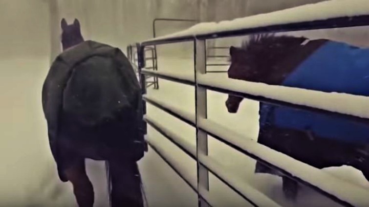 Horses in winter conditions
