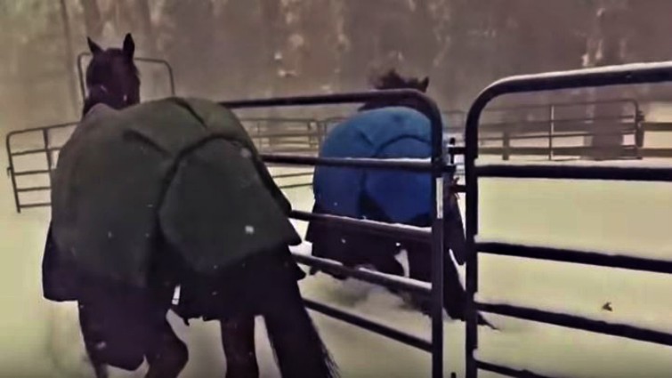 Horses returning to barn