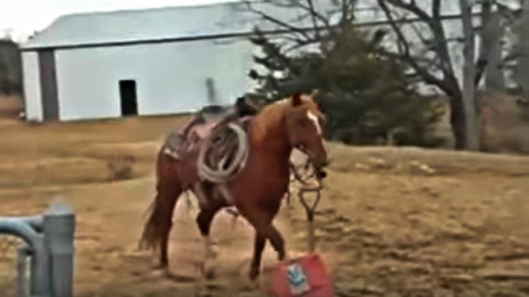 Happy horse enjoying time with owner