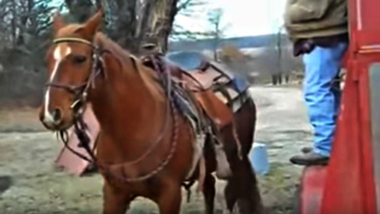 Owner and horse riding together