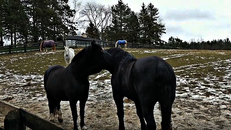 Jealous horse displaying signs of envy