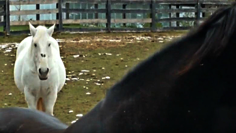 Horse herd social interaction