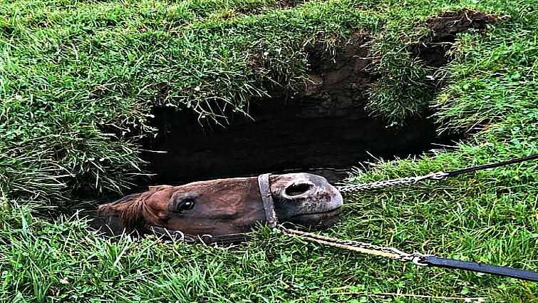 Horse rescue operation