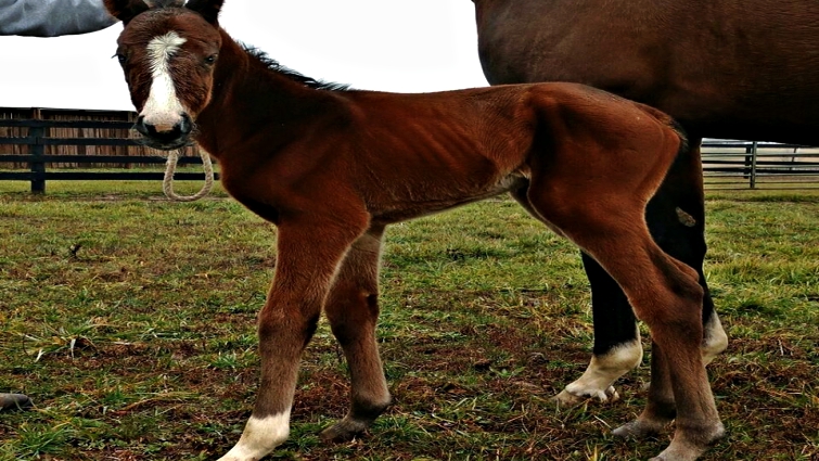 Newborn foal at stall