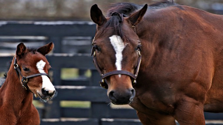 Justify racing
