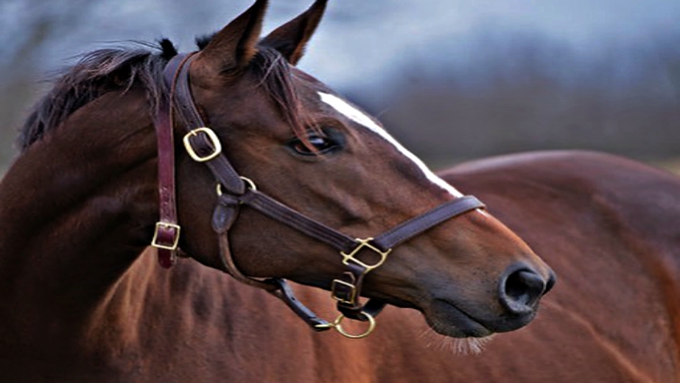 Justify foal