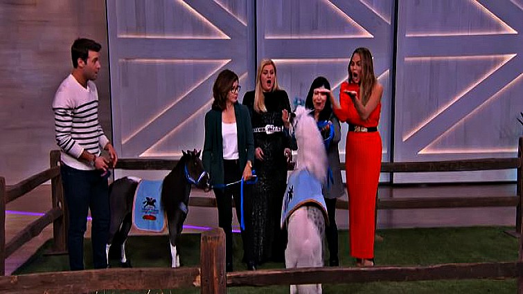 Mini horse playing piano on Kelly Clarkson Show