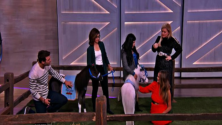 Kelly Clarkson admiring mini therapy horses
