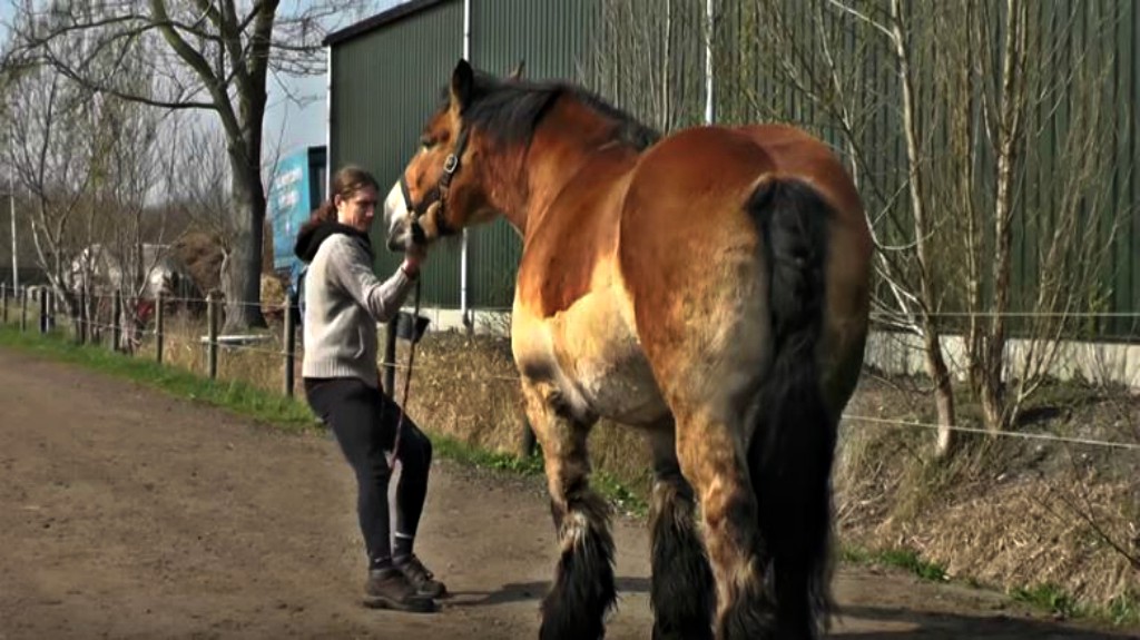 Dutch Draft Horse Kim refusing to move