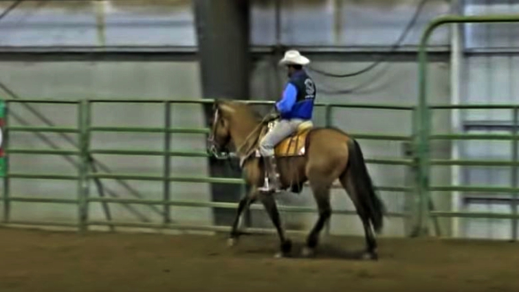 Stunning Kiger Mustang with golden dun coat