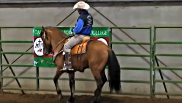 Regalo the Kiger Mustang during training