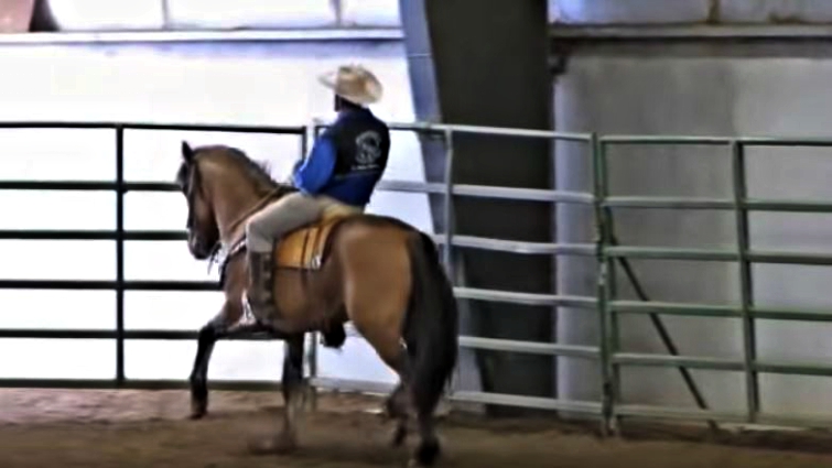 Regalo showcasing vaquero training techniques