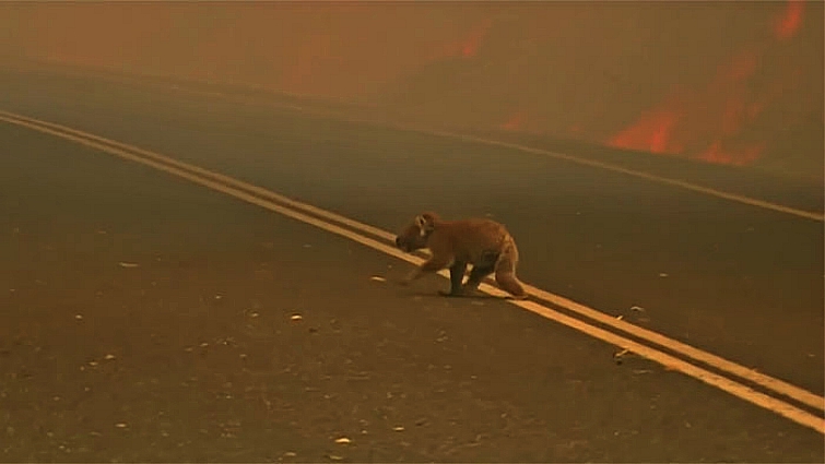 Koala affected by bushfire