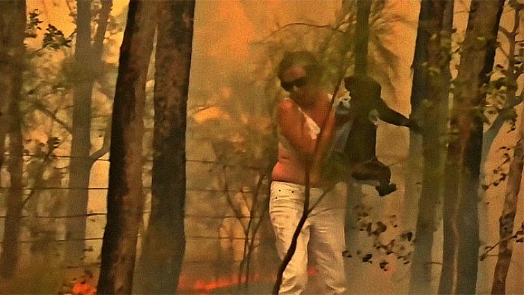 Koala rescue awareness campaign