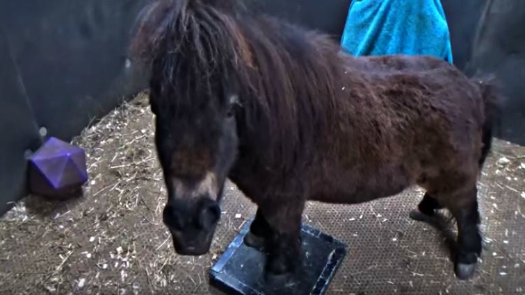 Little Alf miniature pony with dwarfism