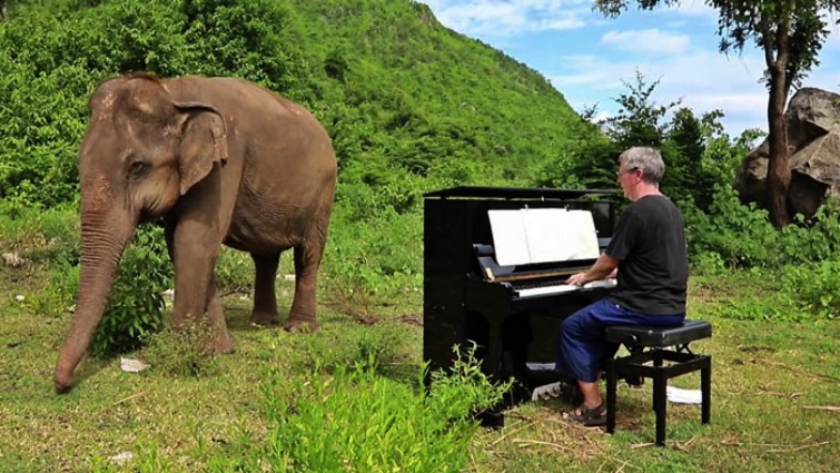 Blind elephant Lam Duan responding to piano music