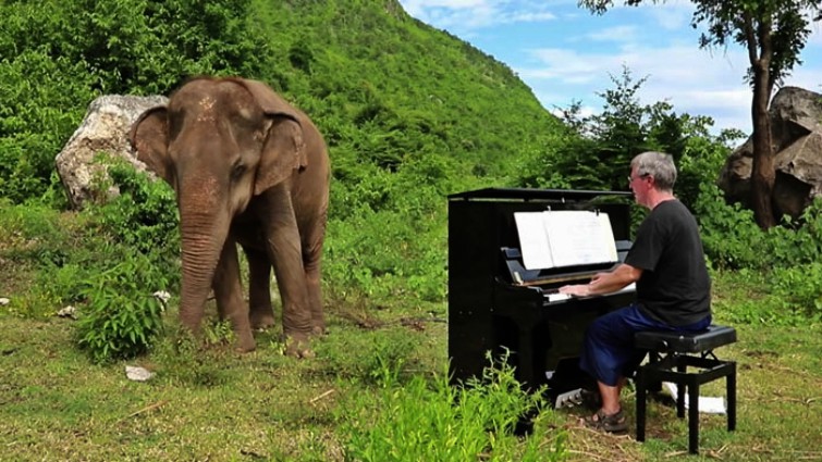 Elephant sanctuary elephant enjoying piano performance