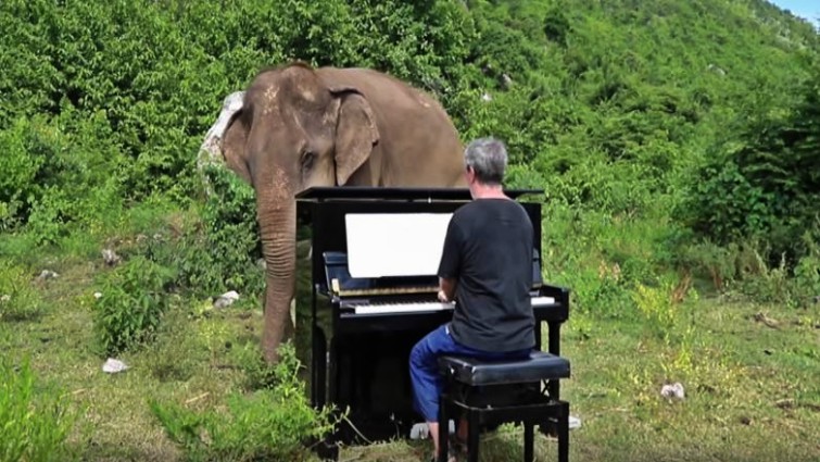 Close-up of blind elephant enjoying classical music
