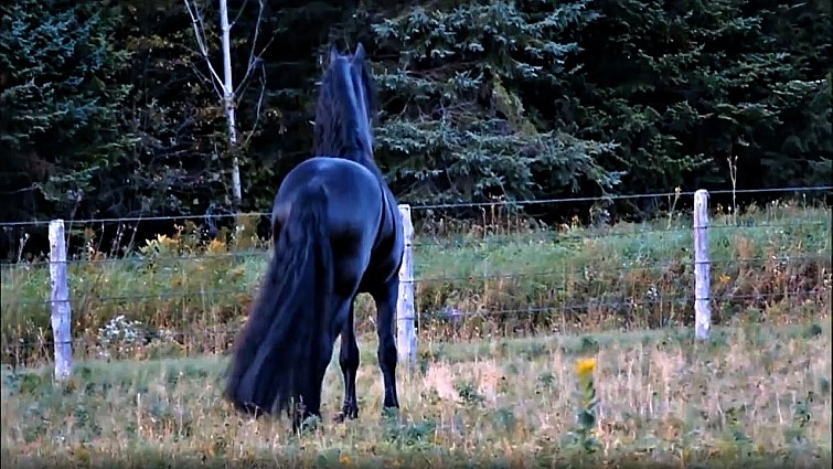 Friesian stallion close-up