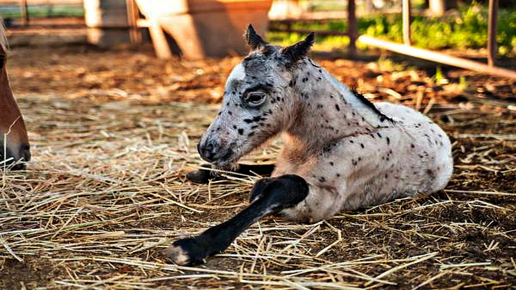 Lady Nadira foal with cookies-and-cream coat pattern