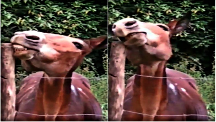 Mule demonstrating intelligence