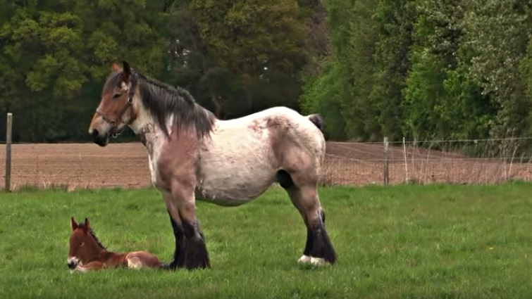 Boy feeding Belgian Draft foal with bottle