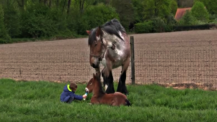 Foal drinking from bottle during feeding