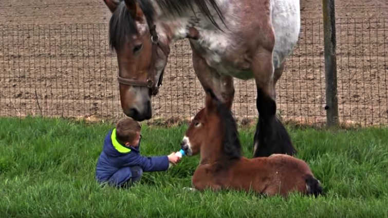 Children and mare bonding during feeding time