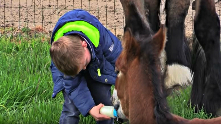Children standing proudly with Belgian Draft foal