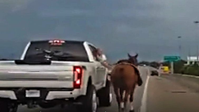 Rescued horse safe