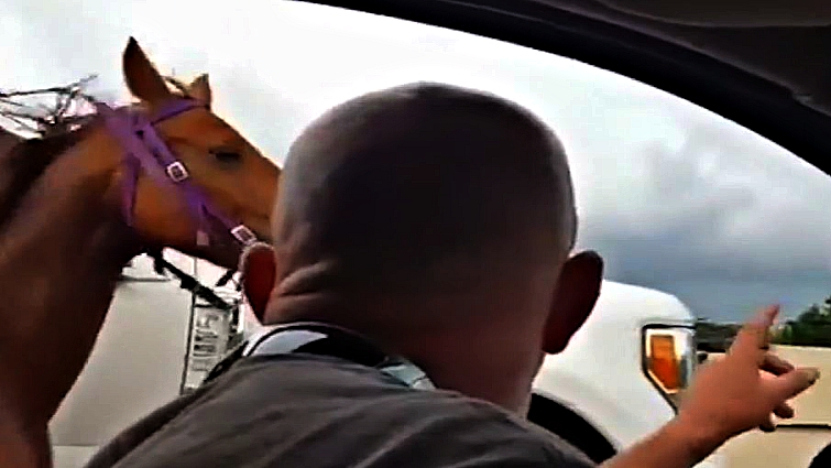 Heroic freeway horse rescue