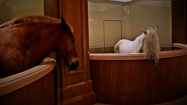 Horses in luxury equine museum
