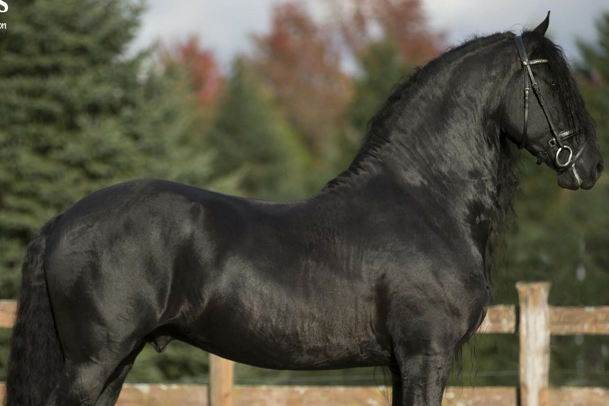 Friesian stallion prancing