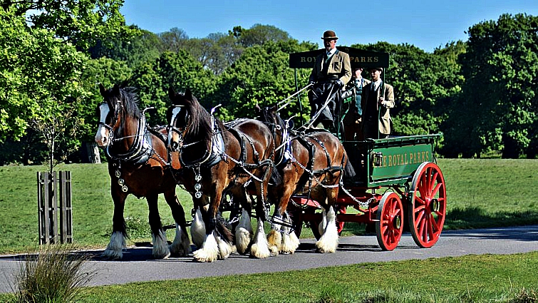 London's working Shire horses
