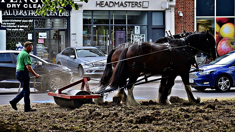 Shire horse heritage carriage rides