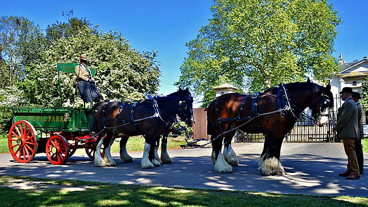 Shire horses carriage rides Richmond Park