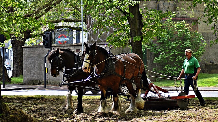 Equine therapy with Shire horses