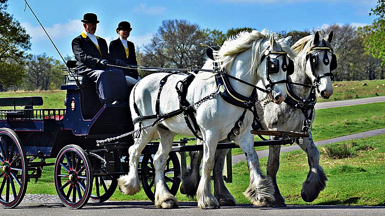 The seven Shire horses of Operation Centaur