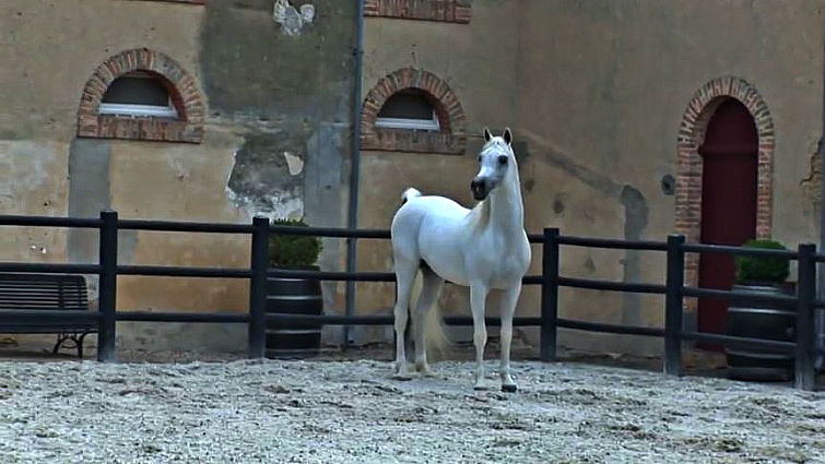 Arabian horse facial features