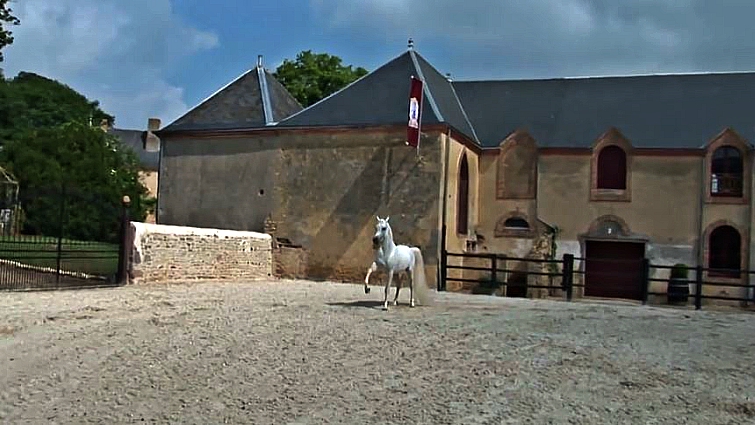 Arabian horse tail and body structure