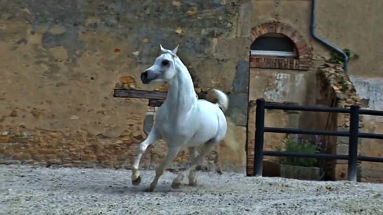 Stunning Arabian horse portrait