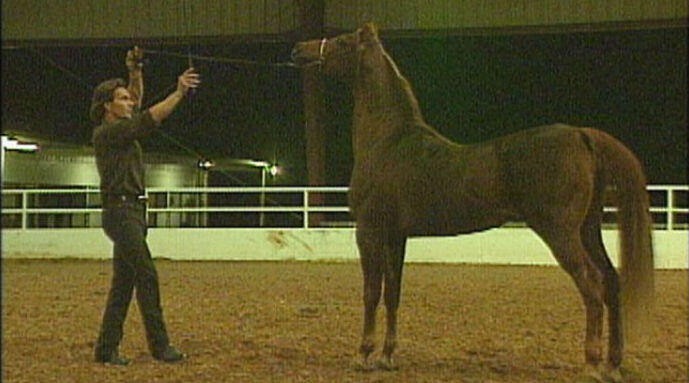 Arabian horse breed characteristics