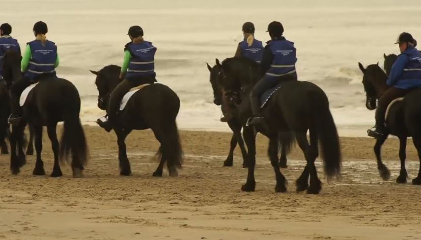 Large group of Friesians galloping