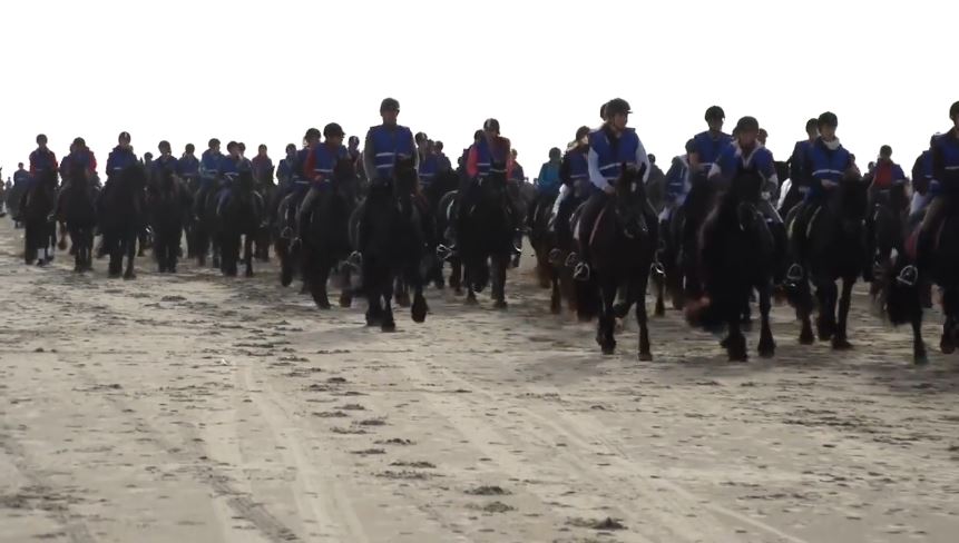 Majestic Friesian horses on sand