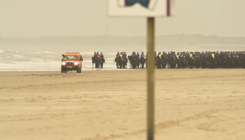 Friesian horses on beach